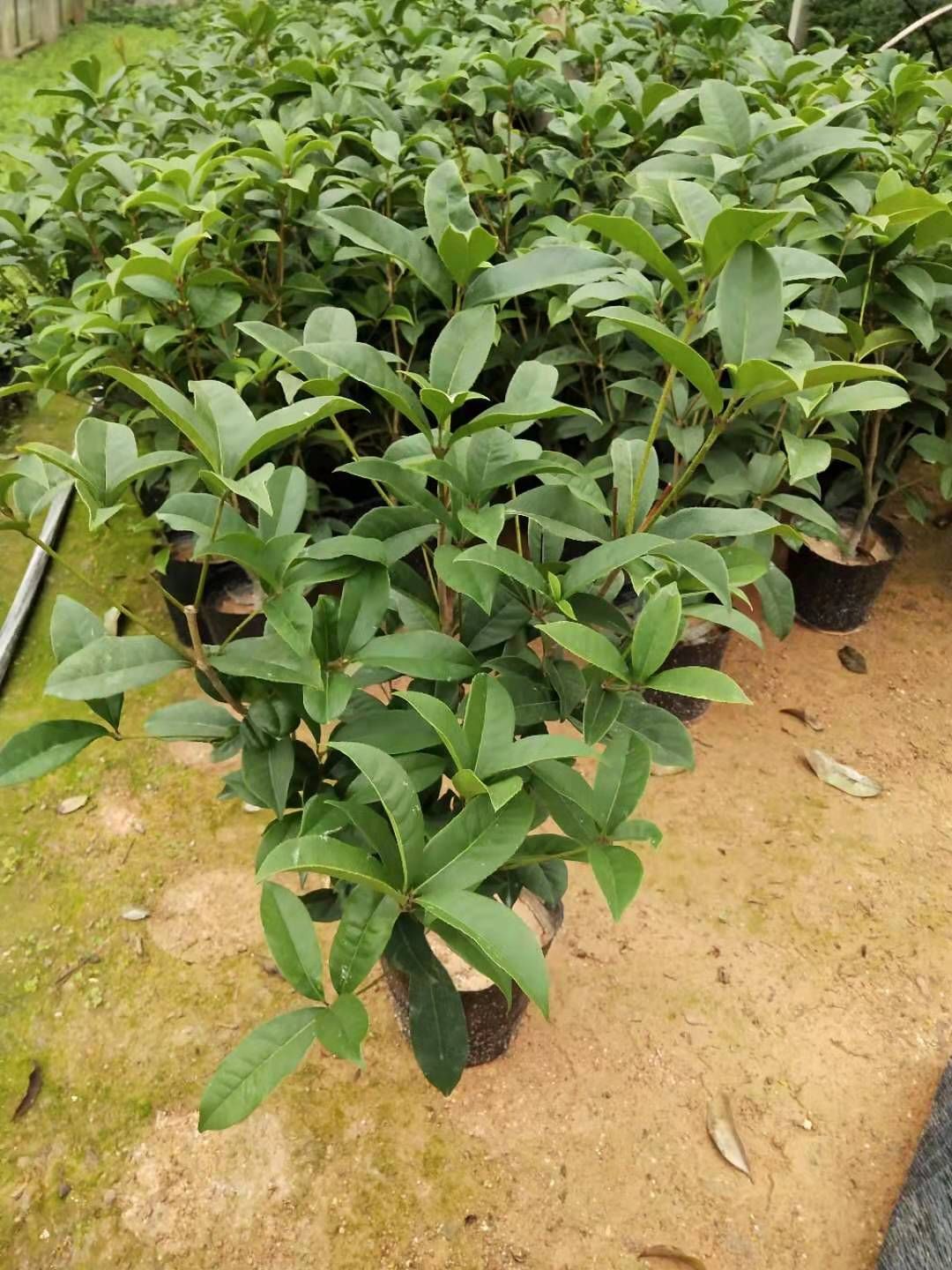  桂花 四季桂花盆栽