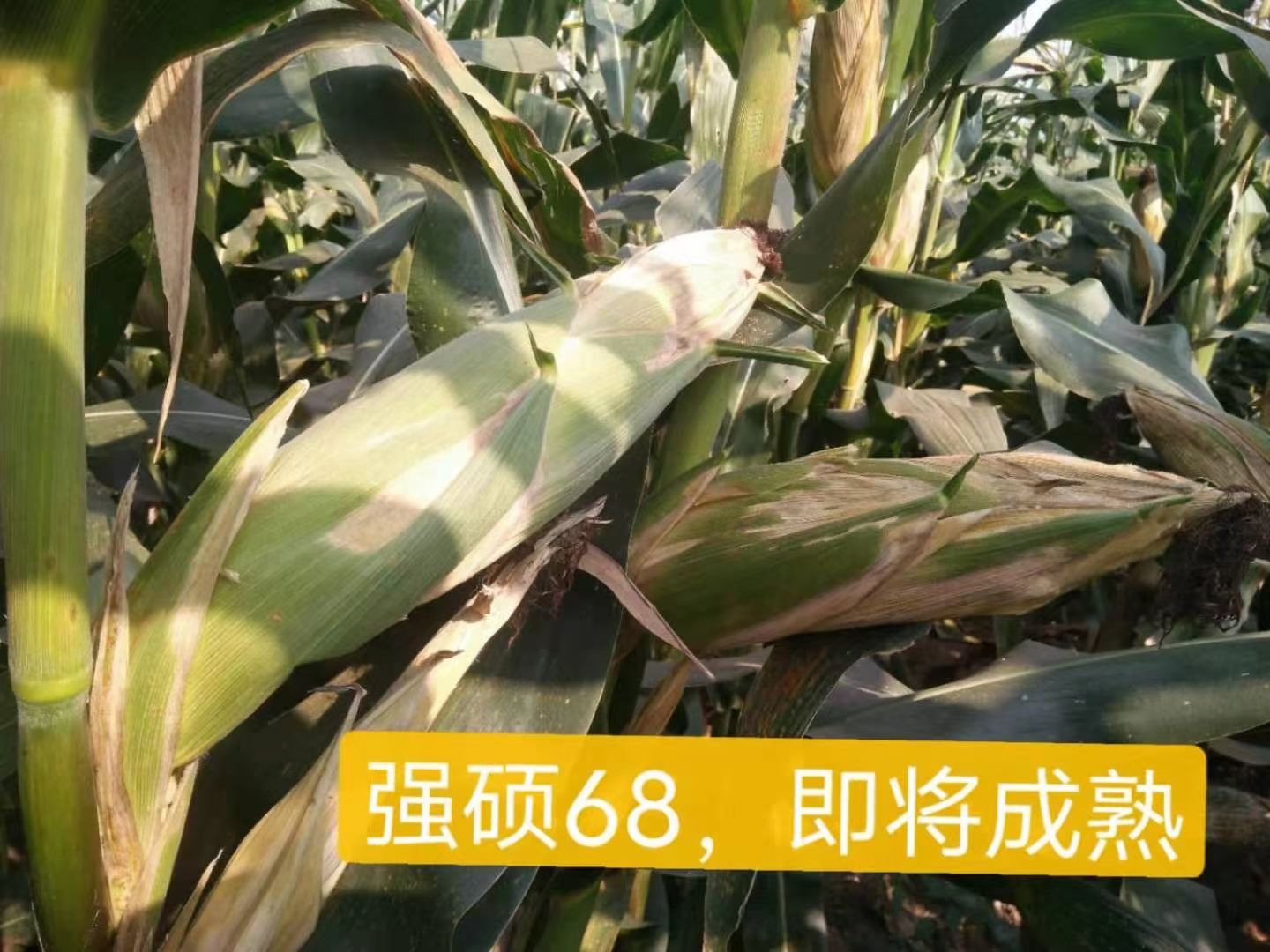 玉米种子  强硕68.粉轴.大棒.抗旱.抗倒.授粉结实好！