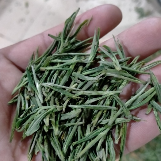 融水县毛峰茶 广西融水县高山平阳特早茶