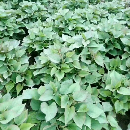 大荔县秦薯5号红薯苗  红薯苗脱毒一代，秦薯五号，西瓜红，济薯26精品苗子。