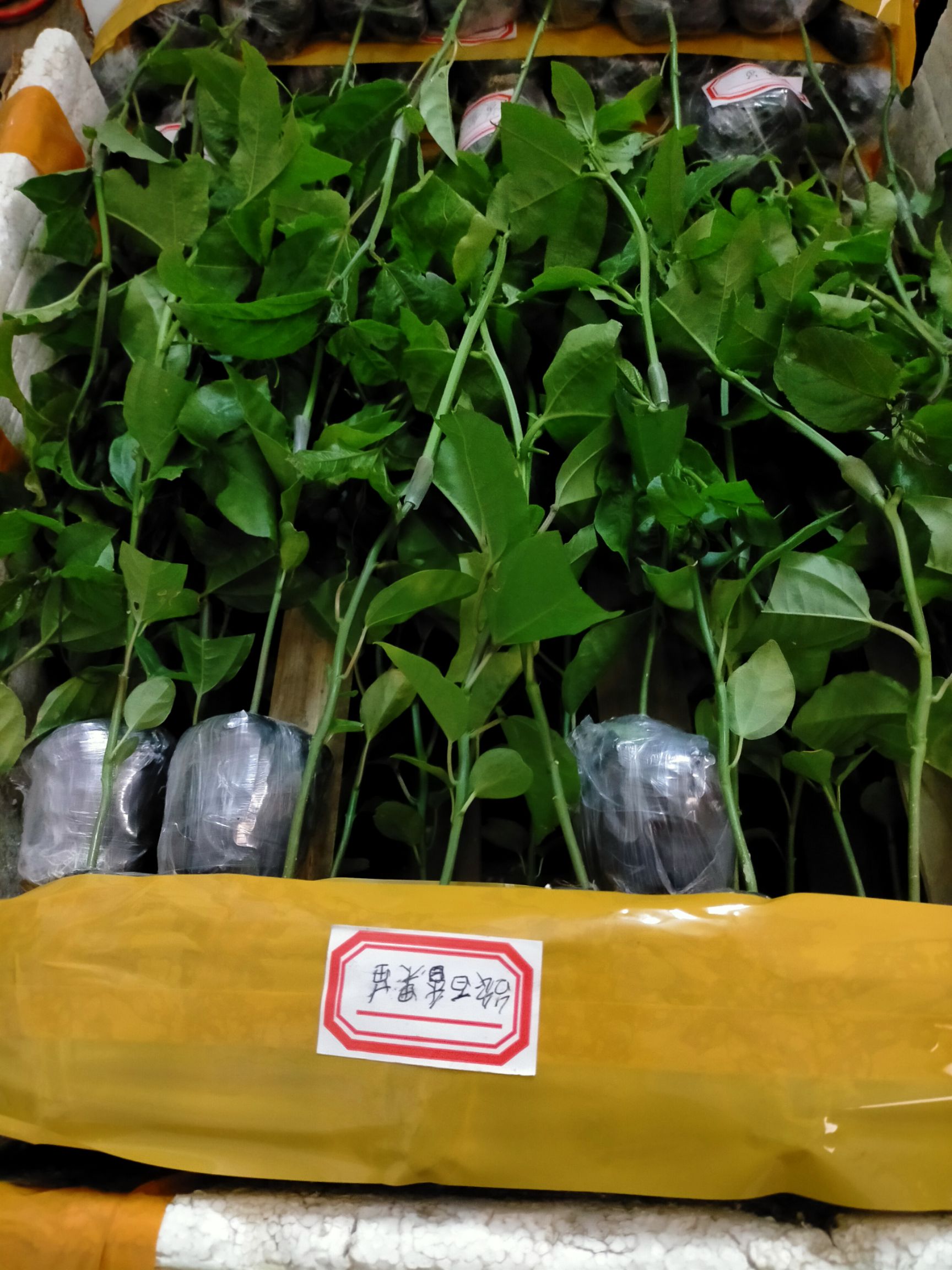 百香果苗品种多多价格合适