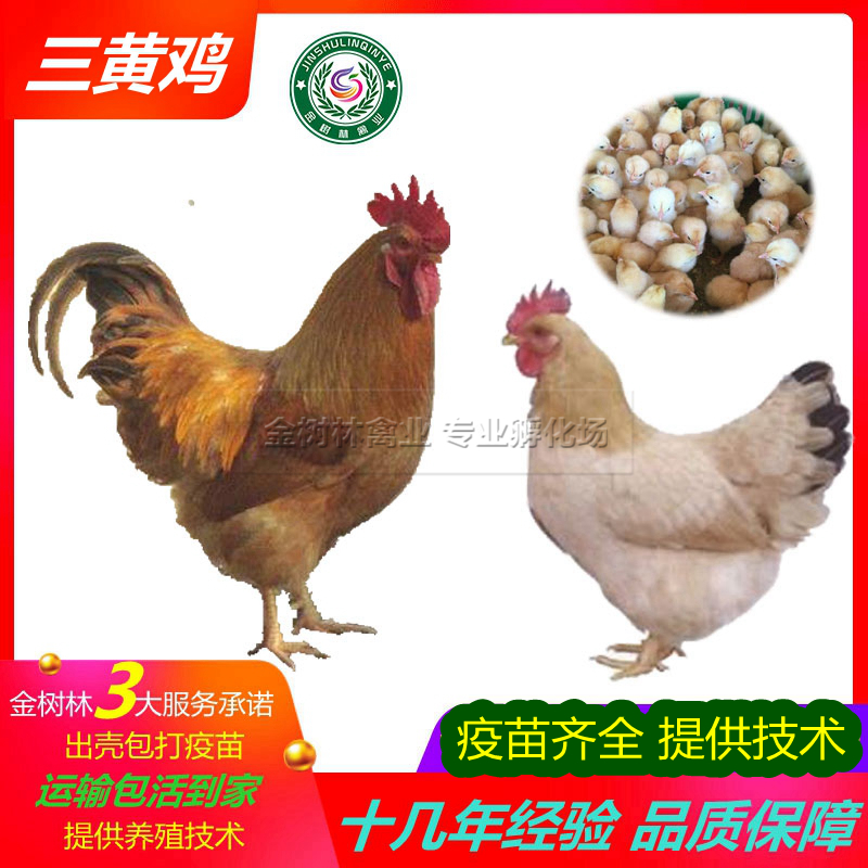 广西三黄鸡苗岭南黄土鸡苗阉鸡苗品，提供养殖技术！
