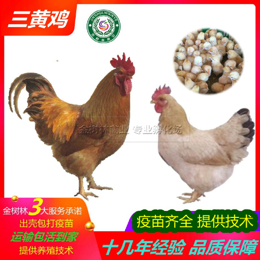 南宁广西三黄鸡苗岭南黄土鸡苗阉鸡苗品，提供养殖技术！