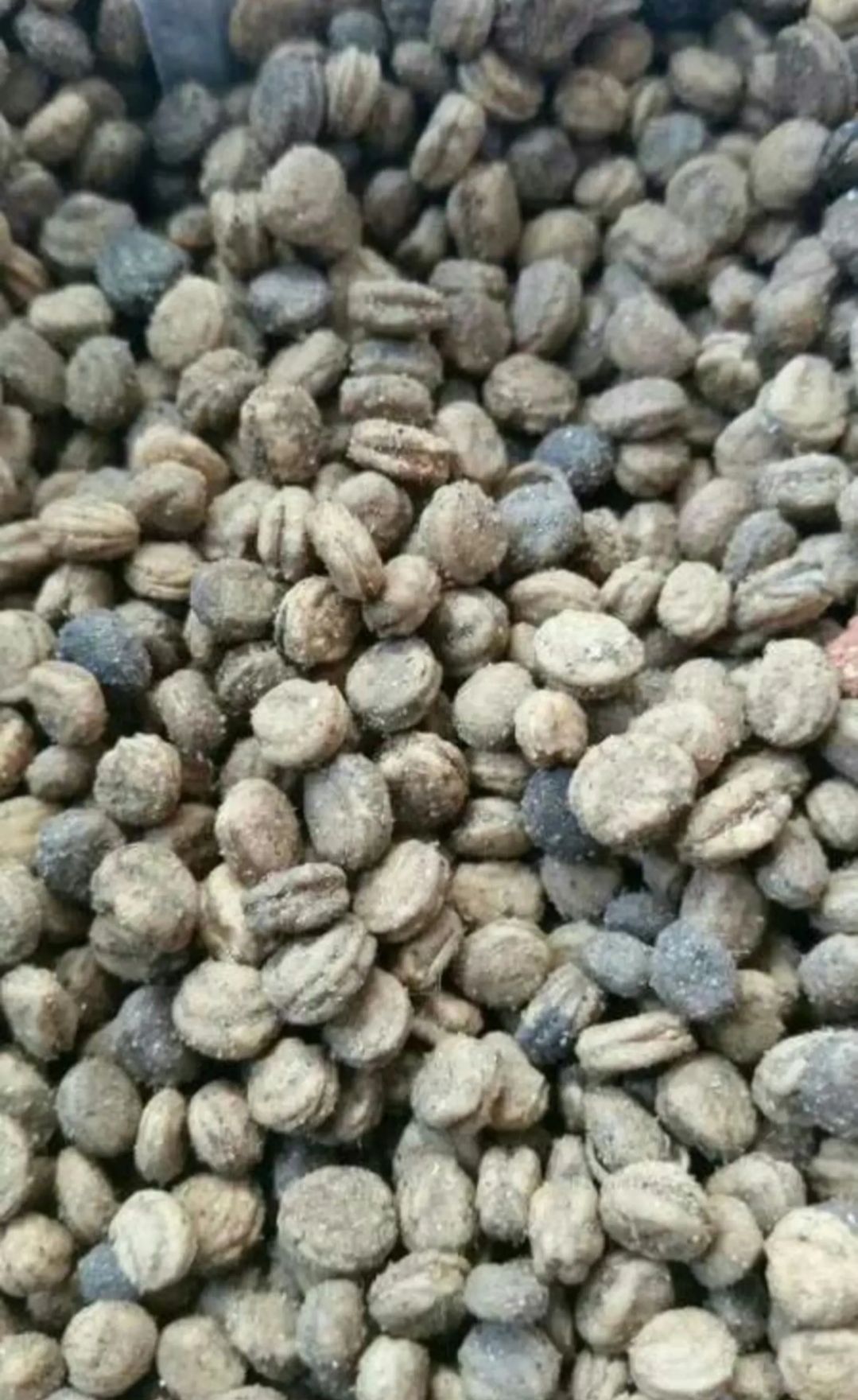 人参种苗  人参种子 野山参种子 发芽率90%以上 提供种植
