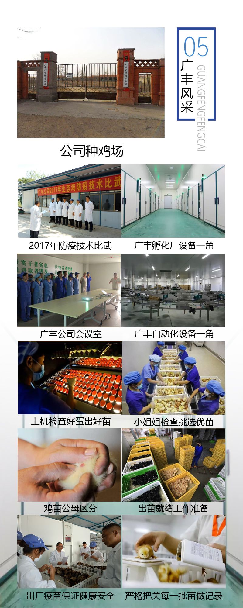 良凤花鸡苗，快大型鸡苗，出栏快，包打疫苗