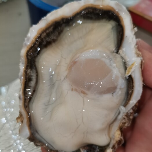 深圳三倍体生蚝 一手货源，乳山生蚝珠三角供应，欢迎咨询！