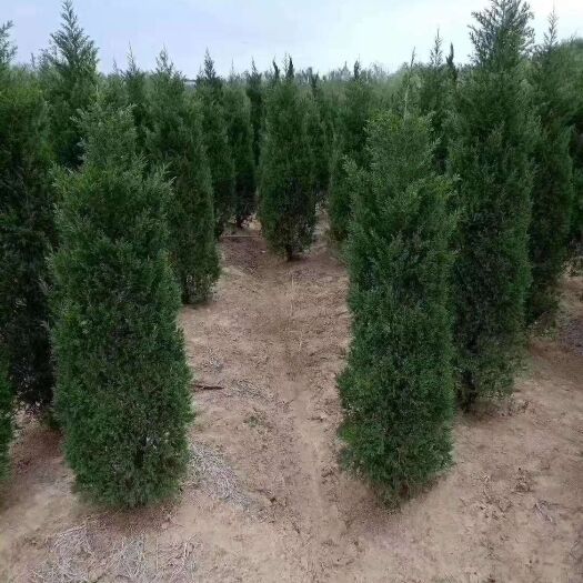 南京高1-4米蜀桧，桧柏，塔柏，圆柏供应，不烧枝，批量发货