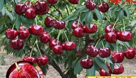 临沭县嫁接樱桃树苗特大车厘子树苗正宗南北方种植果苗果树盆栽当年结果