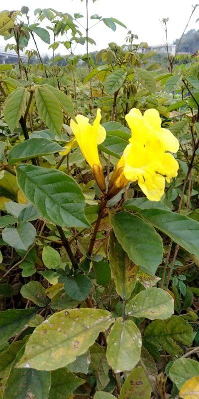 黄花风铃木  黄花风铃苗、绿化树苗