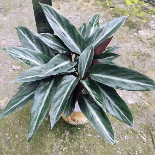 佛山其它苗木  水培卧花
