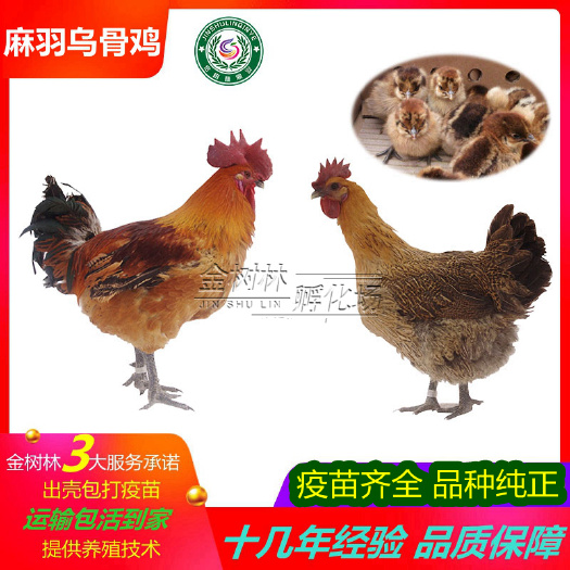 南宁乌骨鸡苗  供应优质云南贵州快大型麻羽乌骨鸡红毛乌皮黑肉鸡苗，质量保证