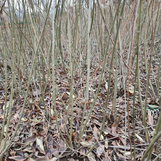 沭阳县基地直销连翘苗 连翘球工程苗