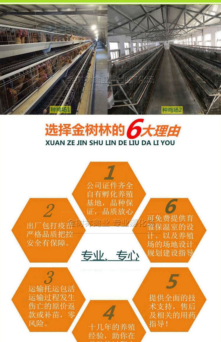 广西三黄鸡苗岭南黄土鸡苗阉鸡苗品，提供养殖技术！