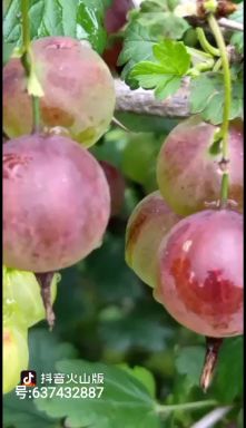 灯笼果苗，黄树莓苗，蓝靛果苗，黑树莓苗，黑加仑苗钙果