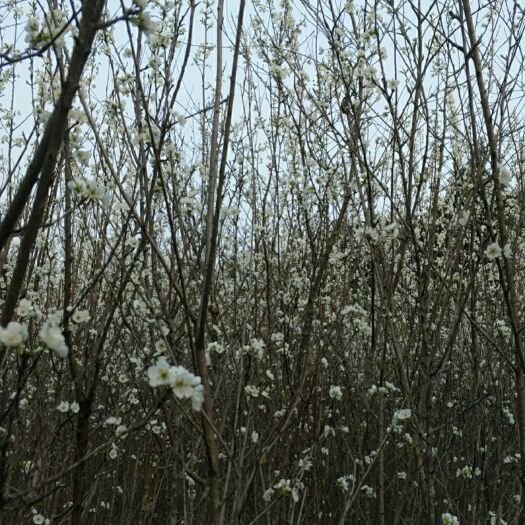 简阳市蜂糖李树苗 嫁接蜂糖李子苗，保质保量