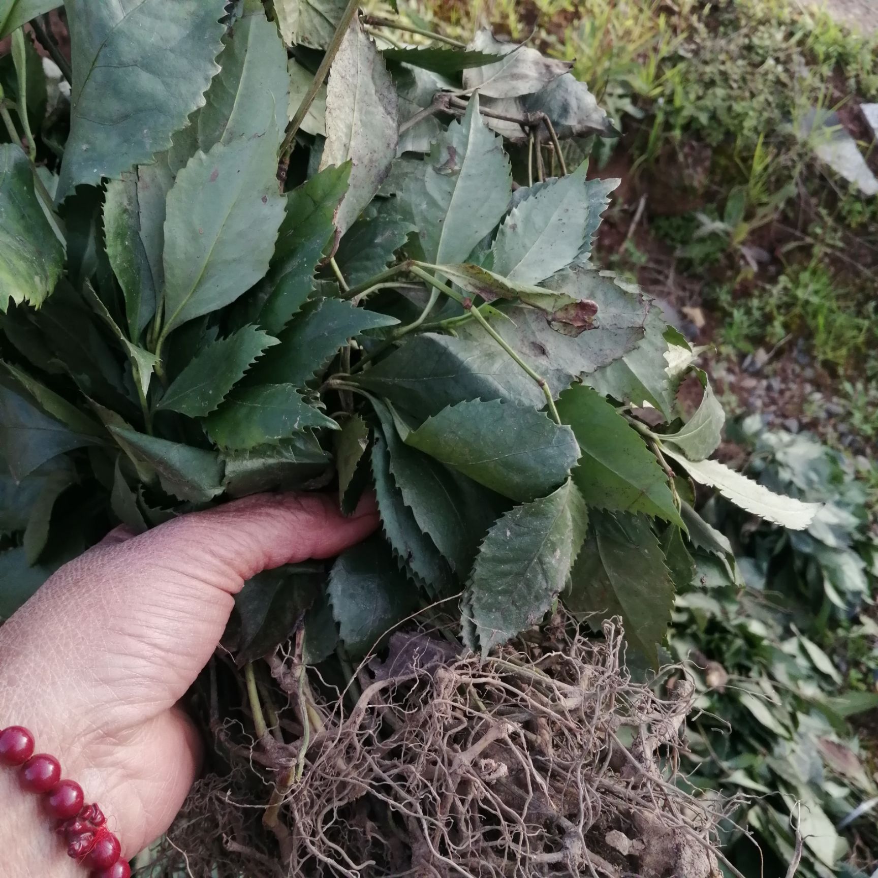 四川草珊瑚苗，种植基地，多年生草本植物，生命力强。一次性投资