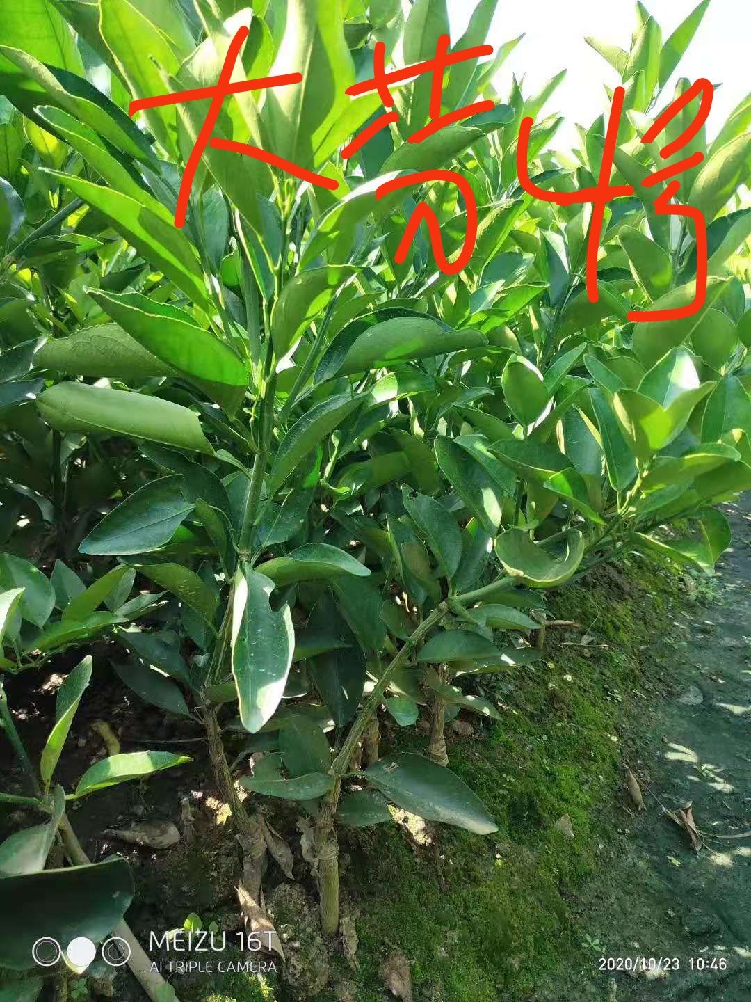 大分四号柑桔苗，要苗的老板看过来