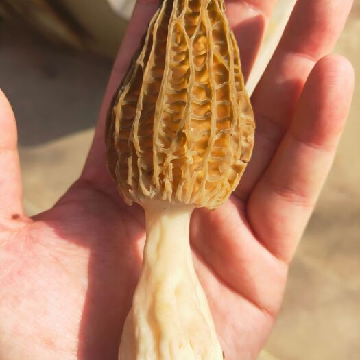 赵县 羊肚菌，头茬鲜货，精品，大棚种植户。