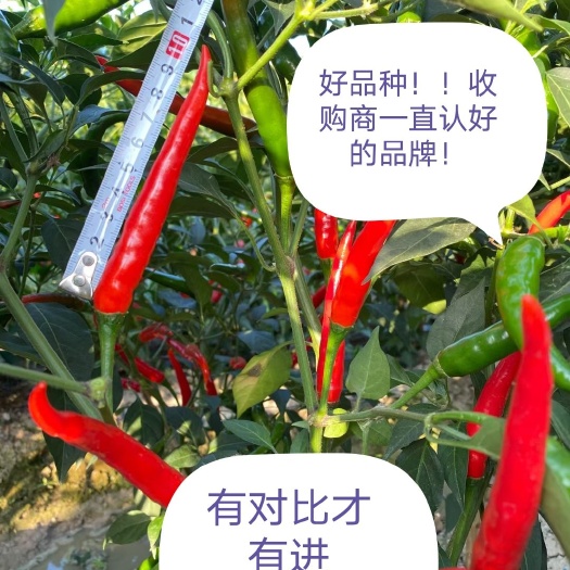 开平市朝天椒种子 不好多得的好品种！有对比才知道谁更优秀！