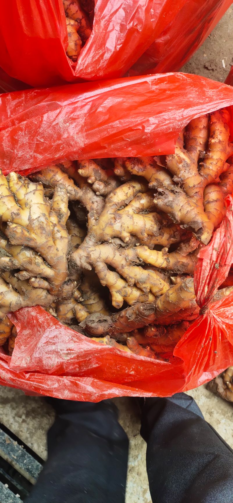 湖南郴州小黄姜，姜种。