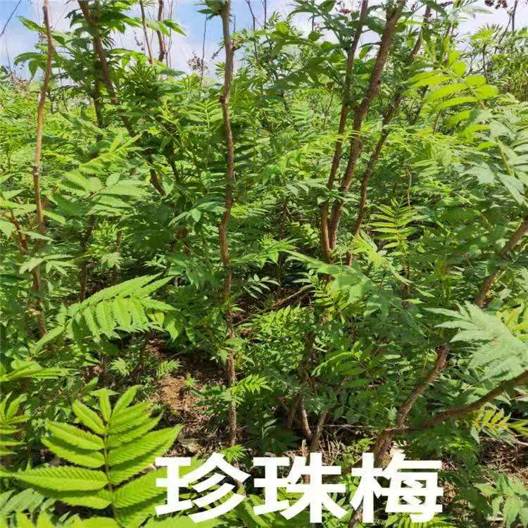  珍珠梅