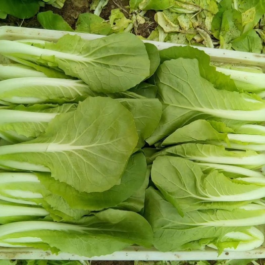 曹县上海青 常年供应食品厂 各大连锁超市 小青菜 小白菜