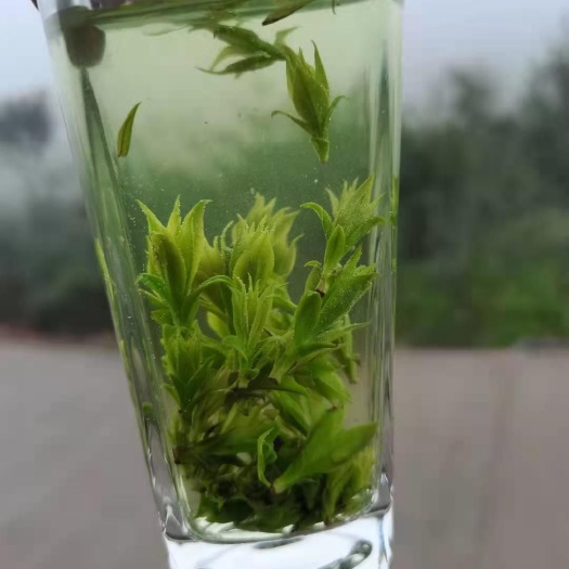 筠连县苦丁茶  小叶苦丁米芽茶