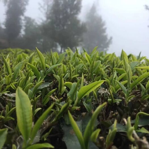 普洱绿茶 毛茶 巅绿茶 茉莉花茶熏花原料茶