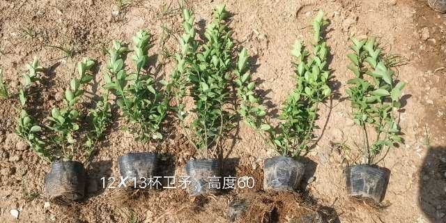 青州市卫矛