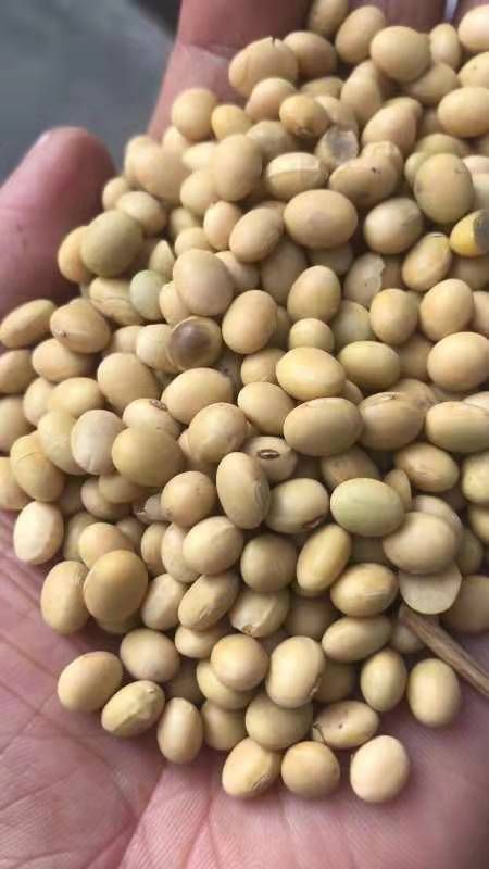 产地 河南省商丘市永城市 货品状态 豆粒 品种名 黄大豆 货品类别 生