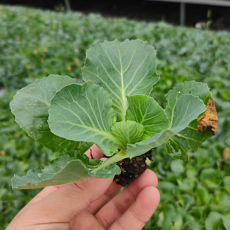 甘蓝苗，包菜苗，卷心菜苗，洋白菜苗