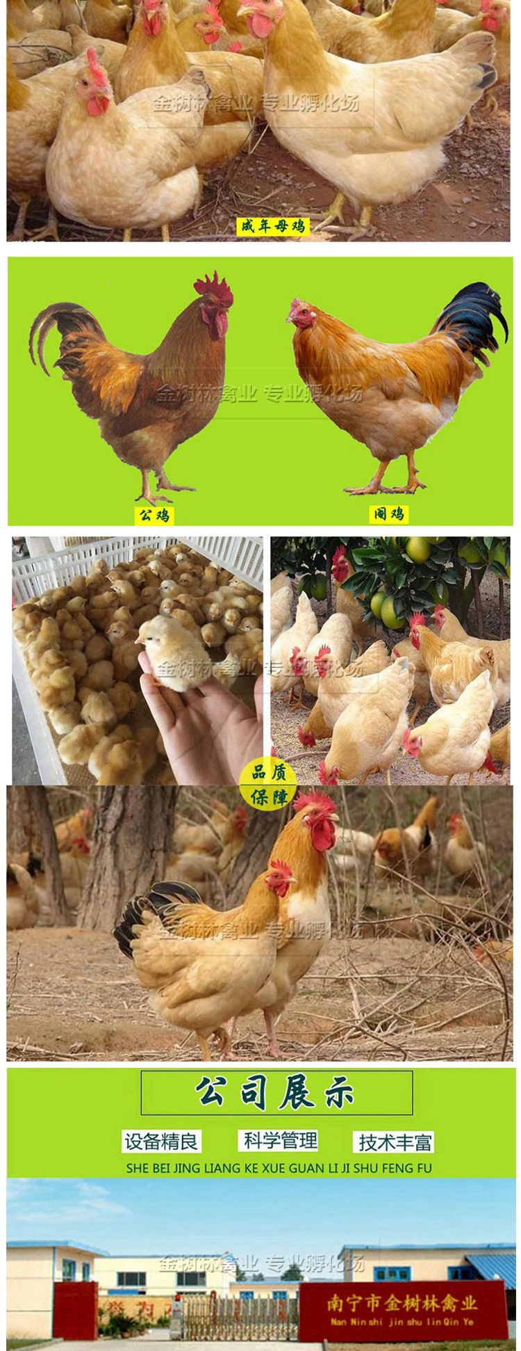 广西三黄鸡苗岭南黄土鸡苗阉鸡苗品，提供养殖技术！