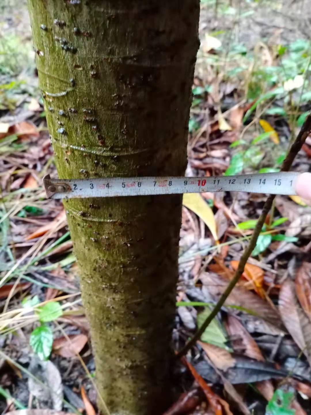 茂木枇杷树苗 大量10-12公分枇杷树10公分500