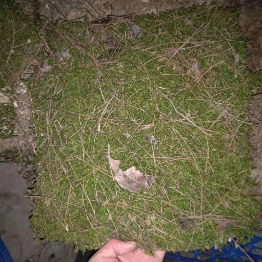 望江县青苔 工程大灰藓，有需要的详细咨询