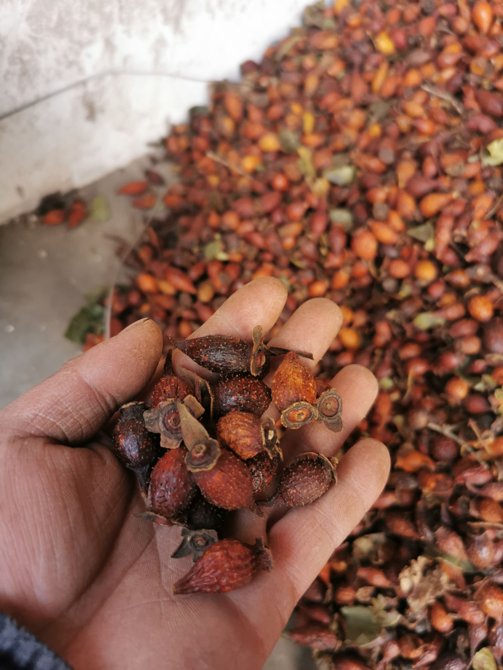 湖北钟祥金樱子中药材果实籽仁