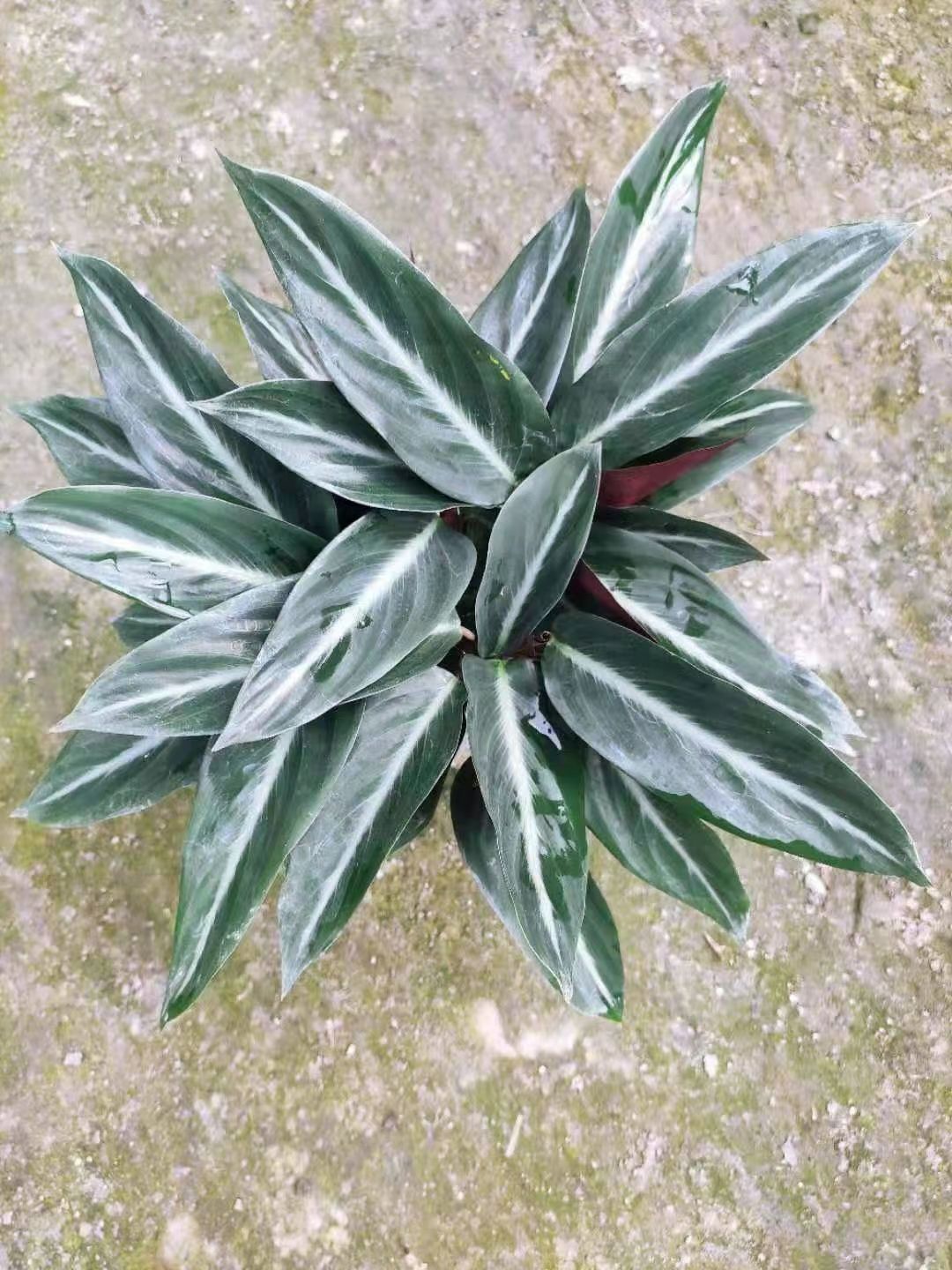 其它苗木  水培卧花