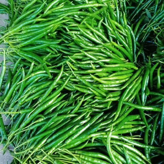 灵山县线椒  广西辣椒
