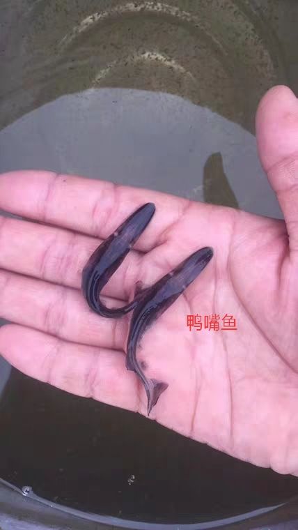 鸭嘴鱼苗  鸭嘴鱼