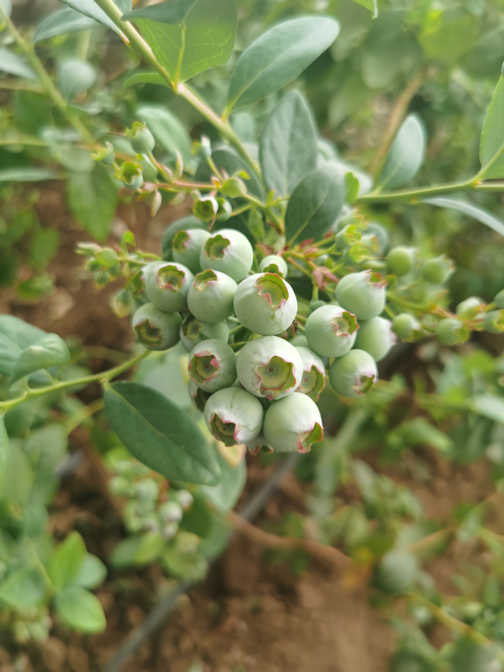 薄雾蓝莓 东港龙王庙蓝莓基地