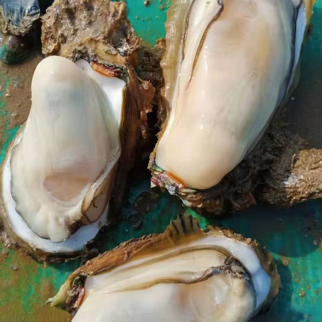 净化蚝 广西壮族自治区北海市合浦县 鲜活水产 