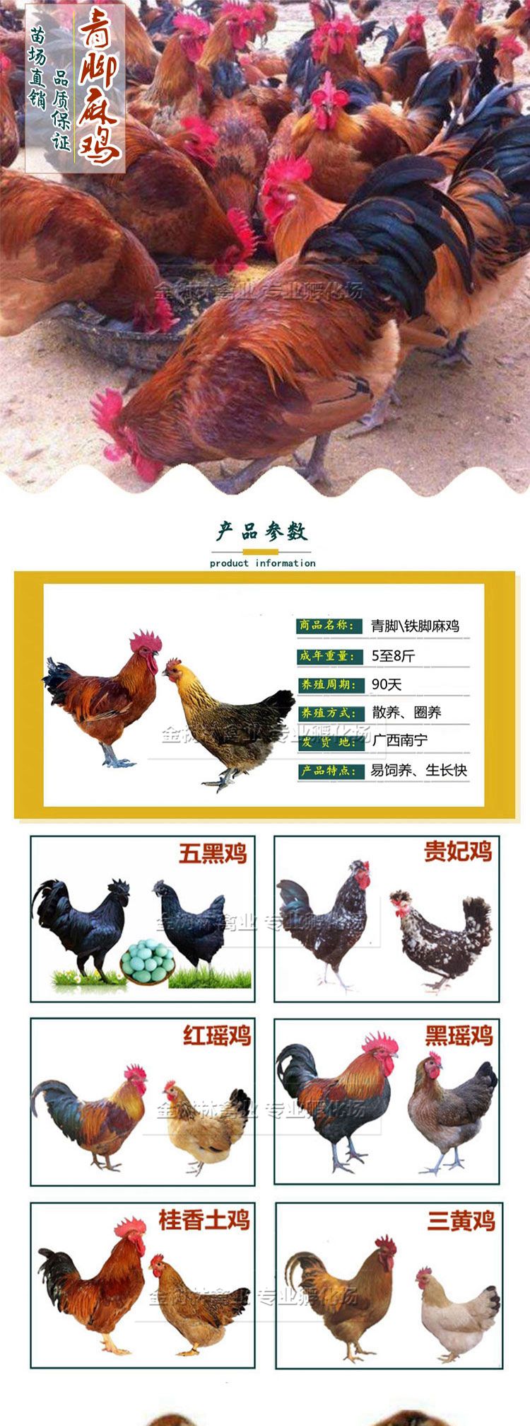 肉鸡苗  优质大种青脚麻鸡苗纯种快大型肉鸡，提供技术指导。