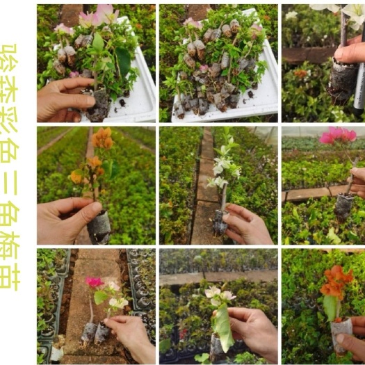 变色龙三角梅苗  彩色三角梅小苗 根须好 品种多多  基地供应