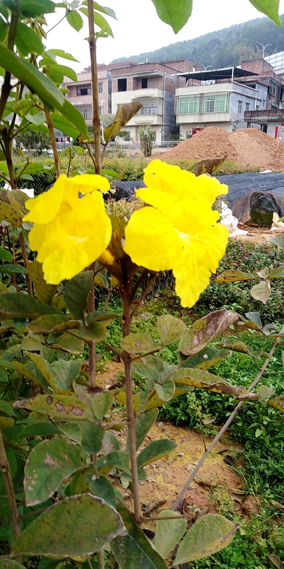 黄花风铃木  黄花风铃苗、绿化树苗