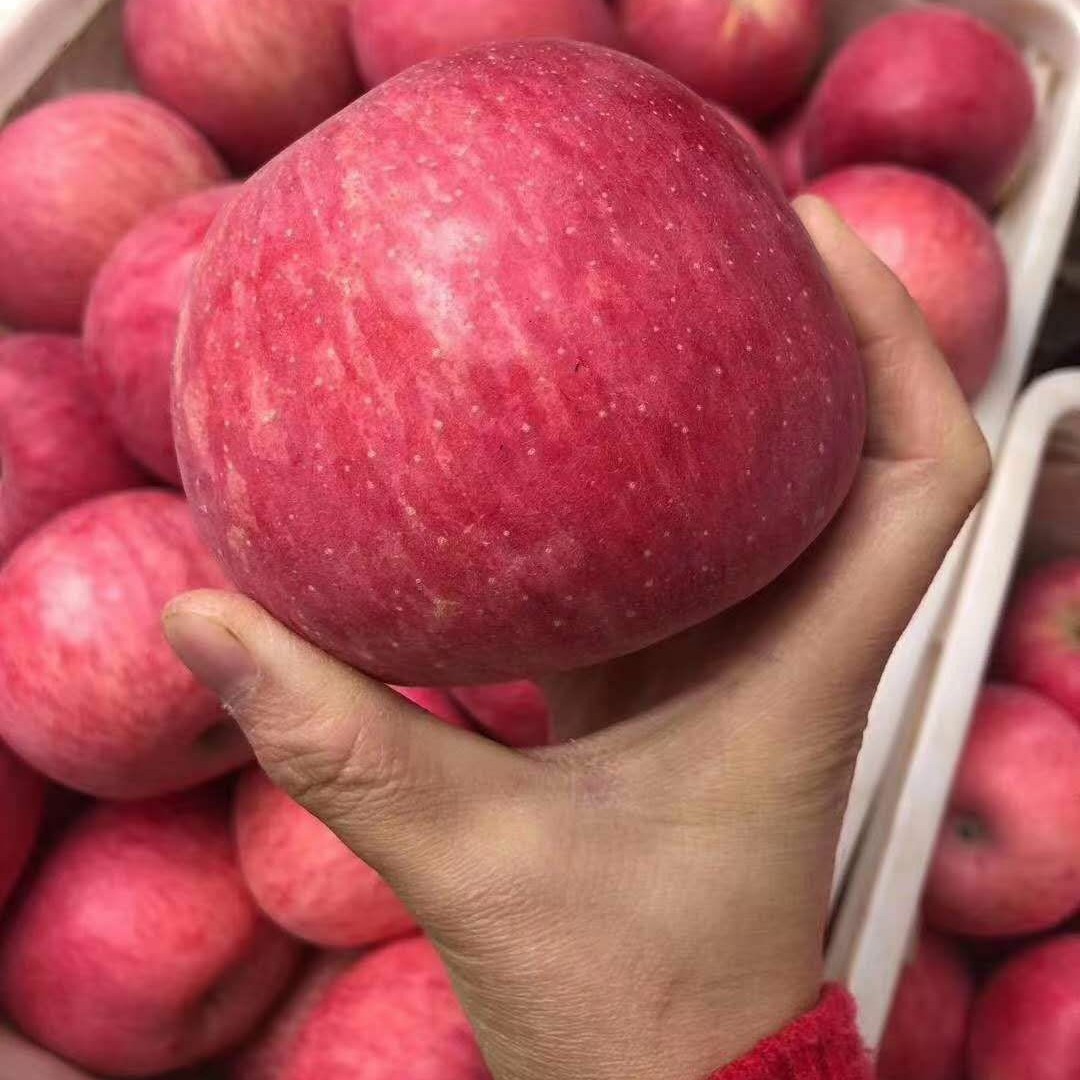 红富士苹果 陕西【严选洛川苹果】，新鲜当季，苹果囗感甜脆