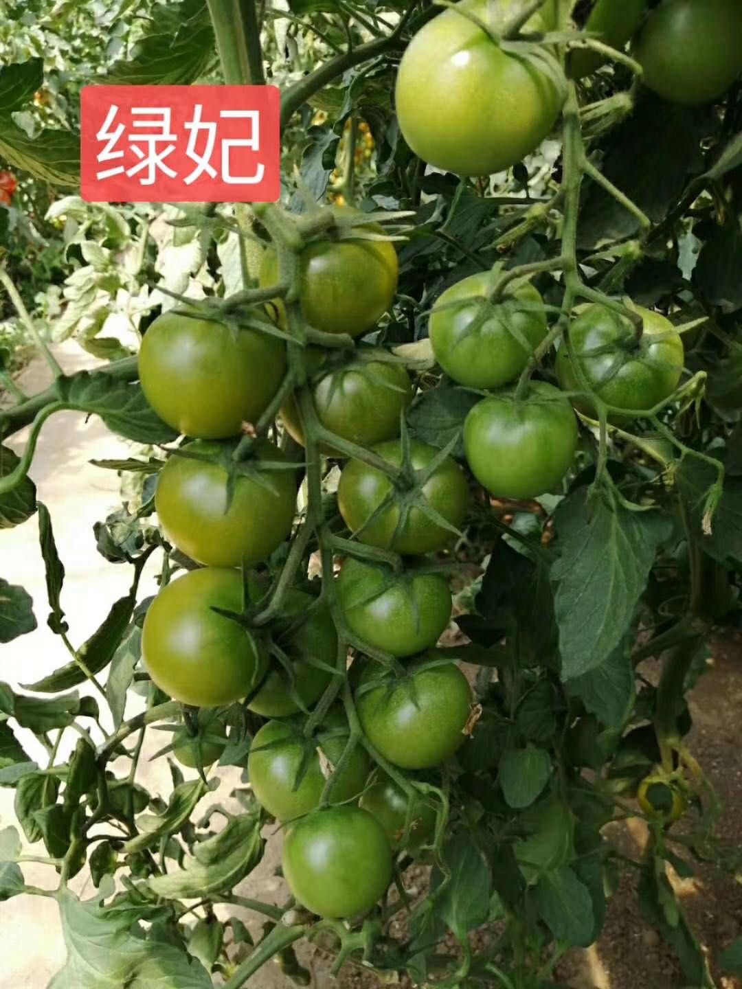 圣女果苗  小绿西红柿苗圣女果绿妃绿翡翠宝石苗供应