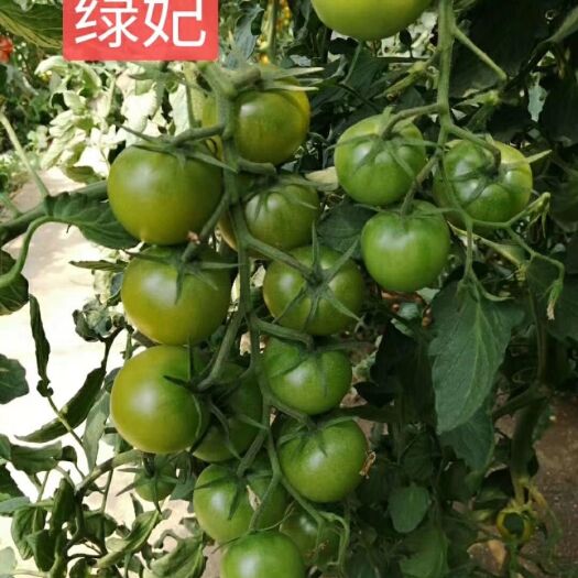 寿光市圣女果苗  小绿西红柿苗圣女果绿妃绿翡翠宝石苗供应