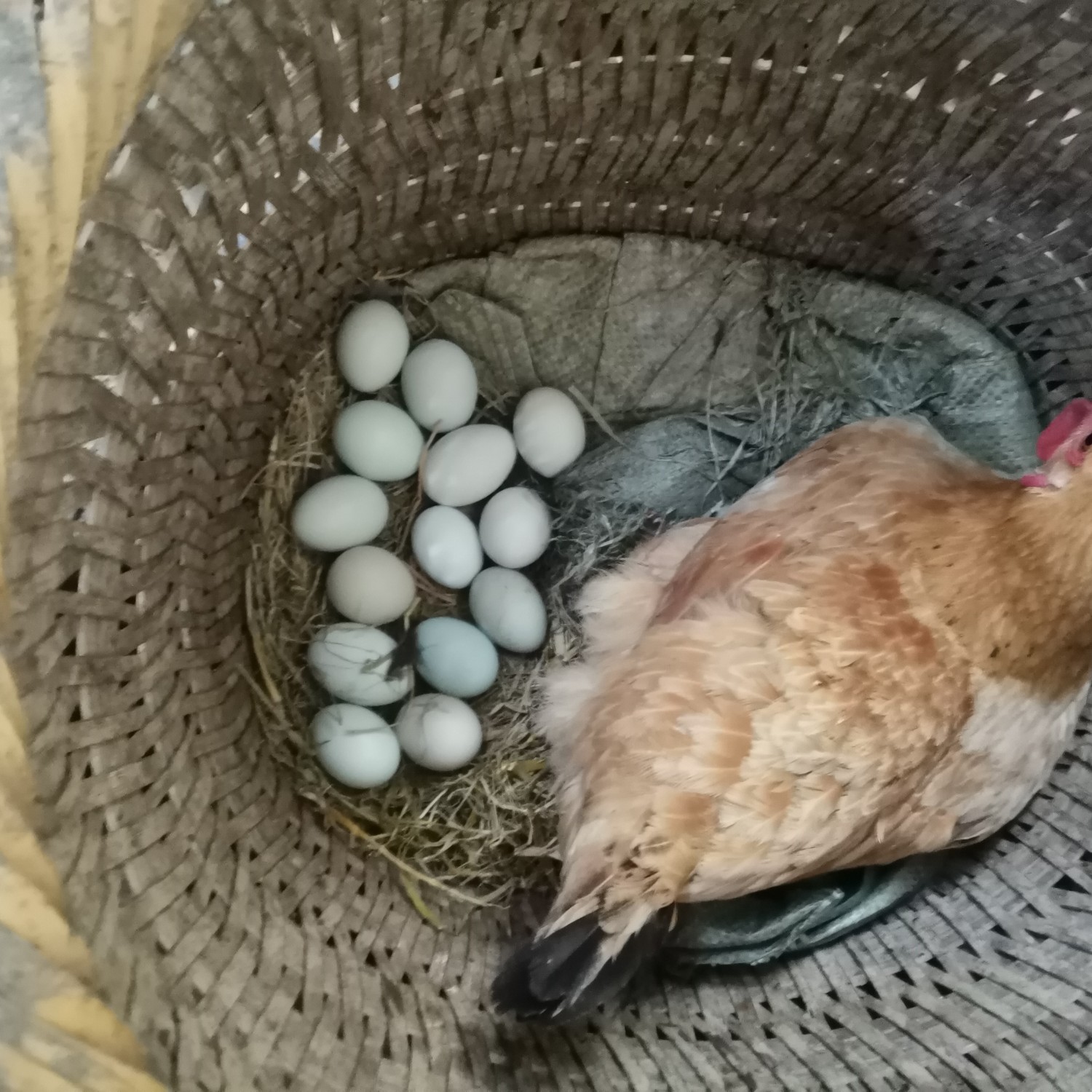 绿壳蛋 食用 箱装