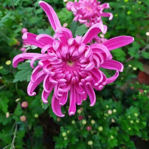 沭阳县菊花苗品种齐全价格优惠