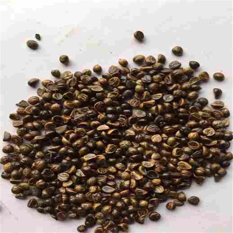 爬山虎种子辽宁省开原市货源