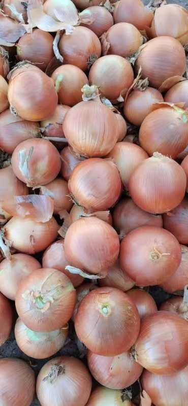 大量供应精品黄皮洋葱  代发全国各地市场  量大从优